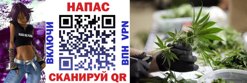 Конопля Ganja  Курчалой 